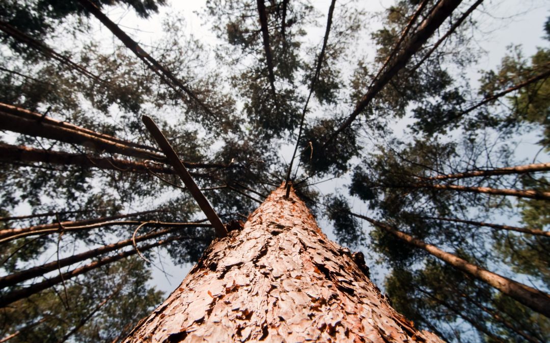 Processionaria del pino: che cos’è, come riconoscerla e strategie efficaci di disinfestazione